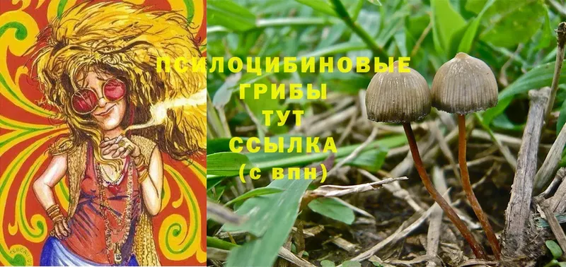 Галлюциногенные грибы Psilocybe Карабаново